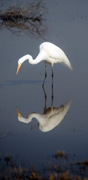 Who Are You White Egret